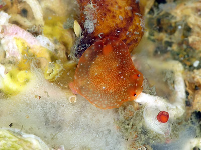 Dendrodoris sp. 6 - Dendrodoris sp. 6