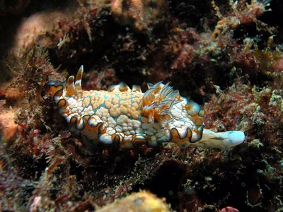 Glossodoris aeruginosa - Glossodoris aeruginosa