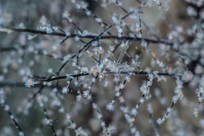 Myja sp. 1 - Myja sp. 1