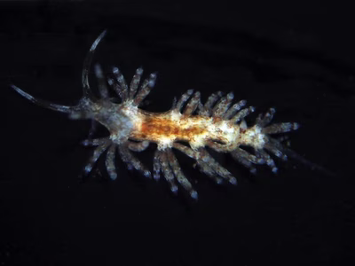 Facelina sp. 9 - Facelina sp. 9