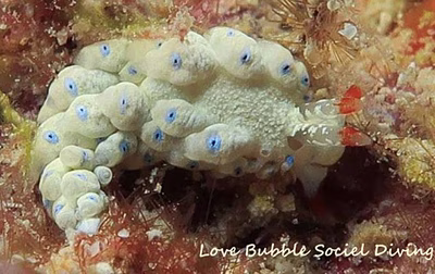 Cuthona sp. 9 - Cuthona sp. 9