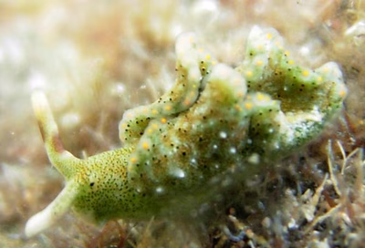Elysia sp. 3 - Elysia sp. 3