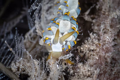 Tenellia sp. 44 - Tenellia sp. 44