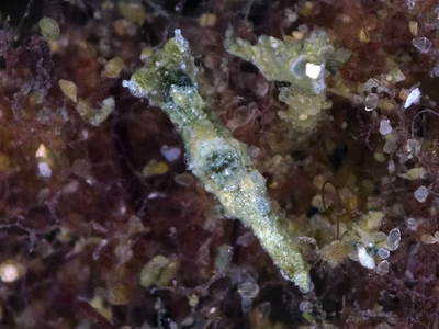 Polycera sp. 5 - Polycera sp. 5