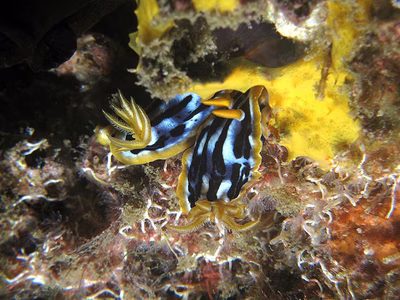 Chromodoris strigata - Chromodoris strigata