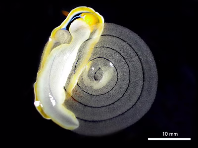 Chromodoris annae - Chromodoris annae