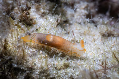 Gymnodoris sp. 17 - Gymnodoris sp. 17