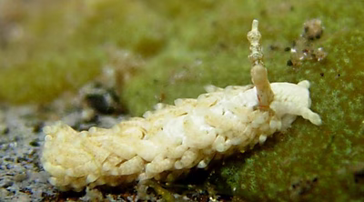 Bulbaeolidia alba - Bulbaeolidia alba
