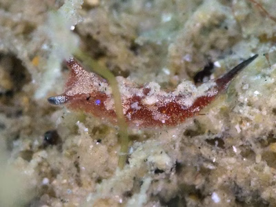 Elysia sp. 26 - Elysia sp. 26