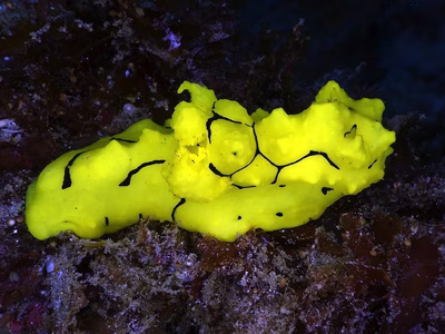 Aegires minor - Aegires minor