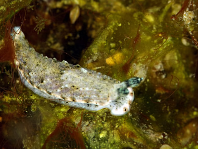 Dermatobranchus sp. 10 - Dermatobranchus sp. 10