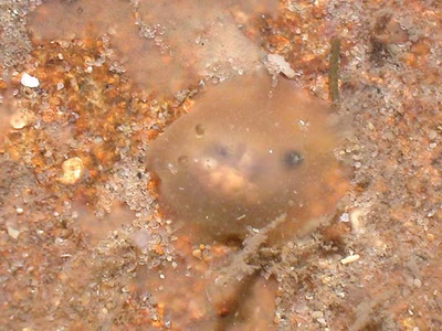 Hallaxa cryptica - Hallaxa cryptica