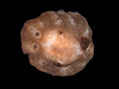 Actinocyclus verrucosus - Actinocyclus verrucosus