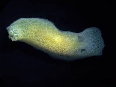 Rostanga crawfordi - Rostanga crawfordi