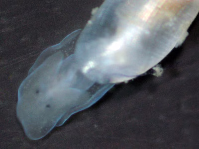 Tornatina sp. 5 - Tornatina sp. 5