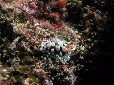 Dendrodoris carbunculosa - Dendrodoris carbunculosa