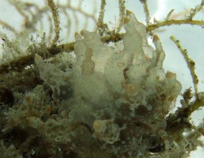 Eubranchus ocellatus - Eubranchus ocellatus