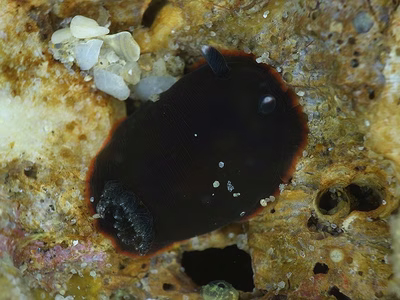 Dendrodoris arborescens - Dendrodoris arborescens