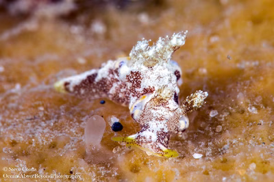 Trapania palmula - Trapania palmula