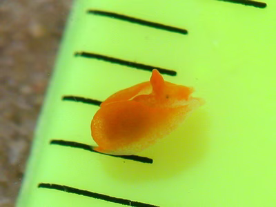 Siphopteron sp. 1 - Siphopteron sp. 1