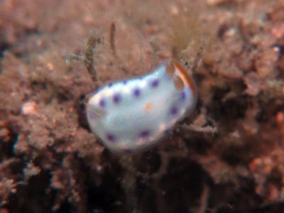 Goniobranchus sp. 5 - Goniobranchus sp. 5