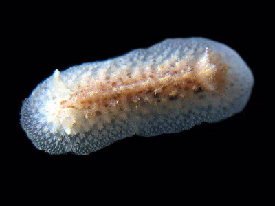 Atagema albata - Atagema albata