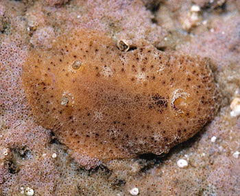 Sclerodoris tarka - Sclerodoris tarka