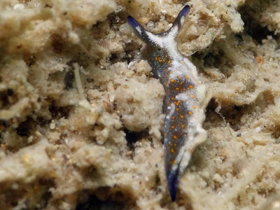 Elysia sp. 17 - Elysia sp. 17