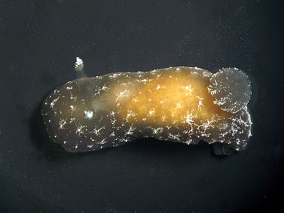 Hallaxa iju - Hallaxa iju