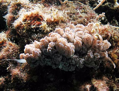 Phyllodesmium sp. 1 - Phyllodesmium sp. 1