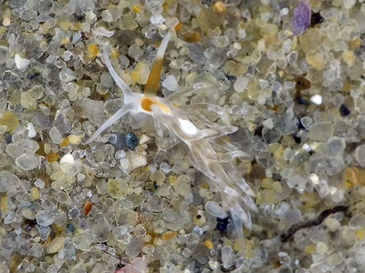 Tenellia sp. 55 - Tenellia sp. 55