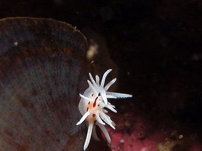 Okenia brunneomaculata - Okenia brunneomaculata