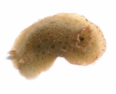 Jorunna pantherina - Jorunna pantherina