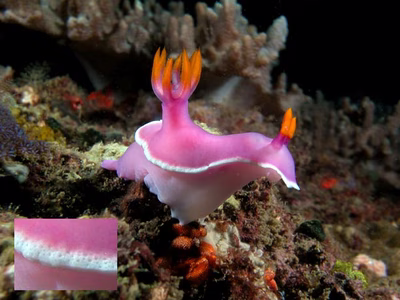 Hypselodoris apolegma - Hypselodoris apolegma