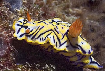 Hypselodoris nigrostriata - Hypselodoris nigrostriata