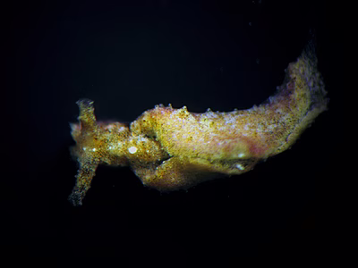 Elysia sp. 19 - Elysia sp. 19