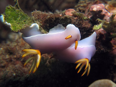 Hypselodoris melanesica - Hypselodoris melanesica