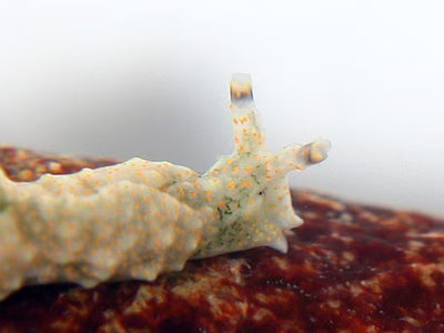 Elysia asbecki - Elysia asbecki