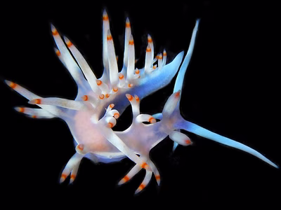 Samla bicolor - Samla bicolor