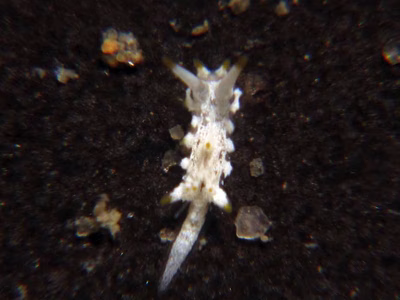 Okenia sp. 4 - Okenia sp. 4