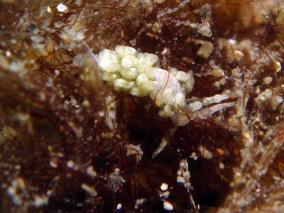 Favorinus sp. 3 - Favorinus sp. 3