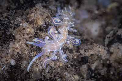 Phyllodesmium acanthorhinum - Phyllodesmium acanthorhinum