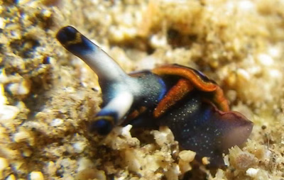 Thuridilla indopacifica - Thuridilla indopacifica