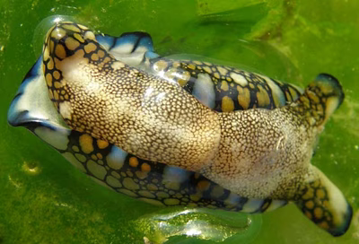 Tubulophilinopsis reticulata - Tubulophilinopsis reticulata