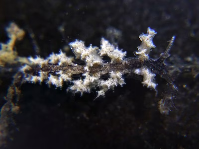 Kabeiro christianae - Kabeiro christianae