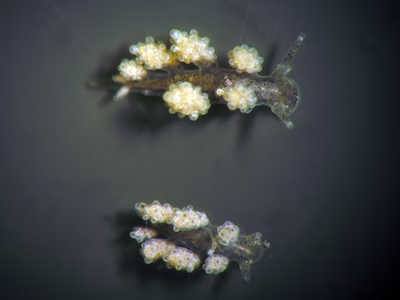 Doto sp. 3 - Doto sp. 3