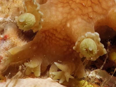 Marionia sp. 3 - Marionia sp. 3