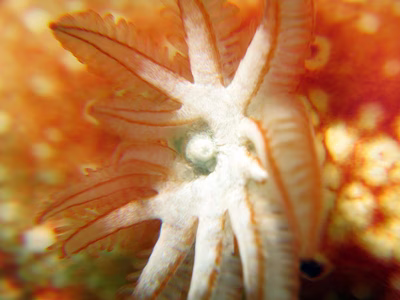 Verconia sp. 3 - Verconia sp. 3