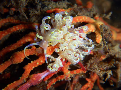 Phyllodesmium undulatum - Phyllodesmium undulatum