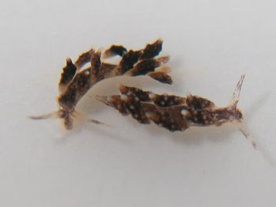 Doto sp. 2 - Doto sp. 2